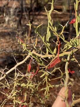 Acacia erinacea Benth.的圖片