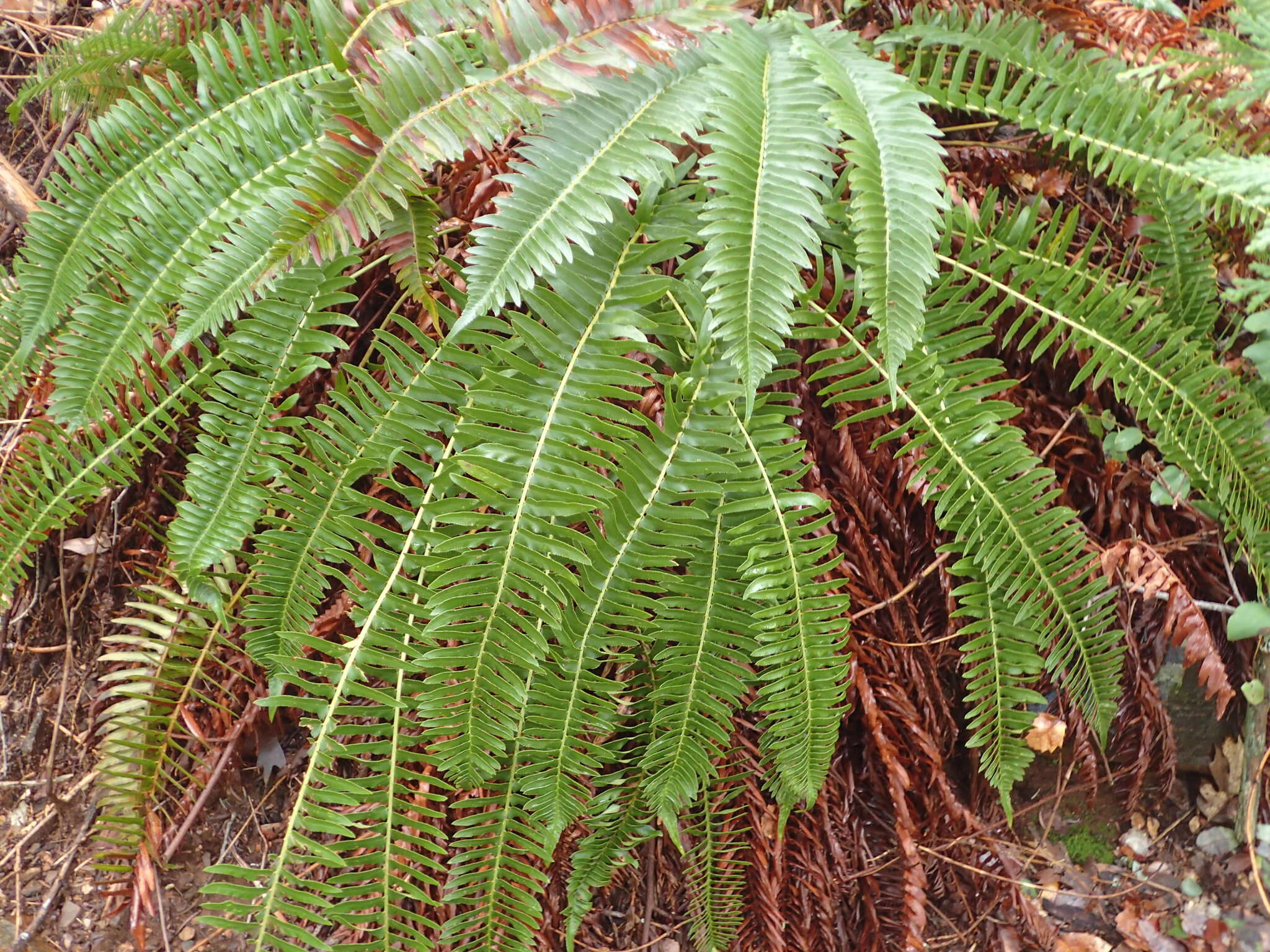 Image of narrowleaf swordfern