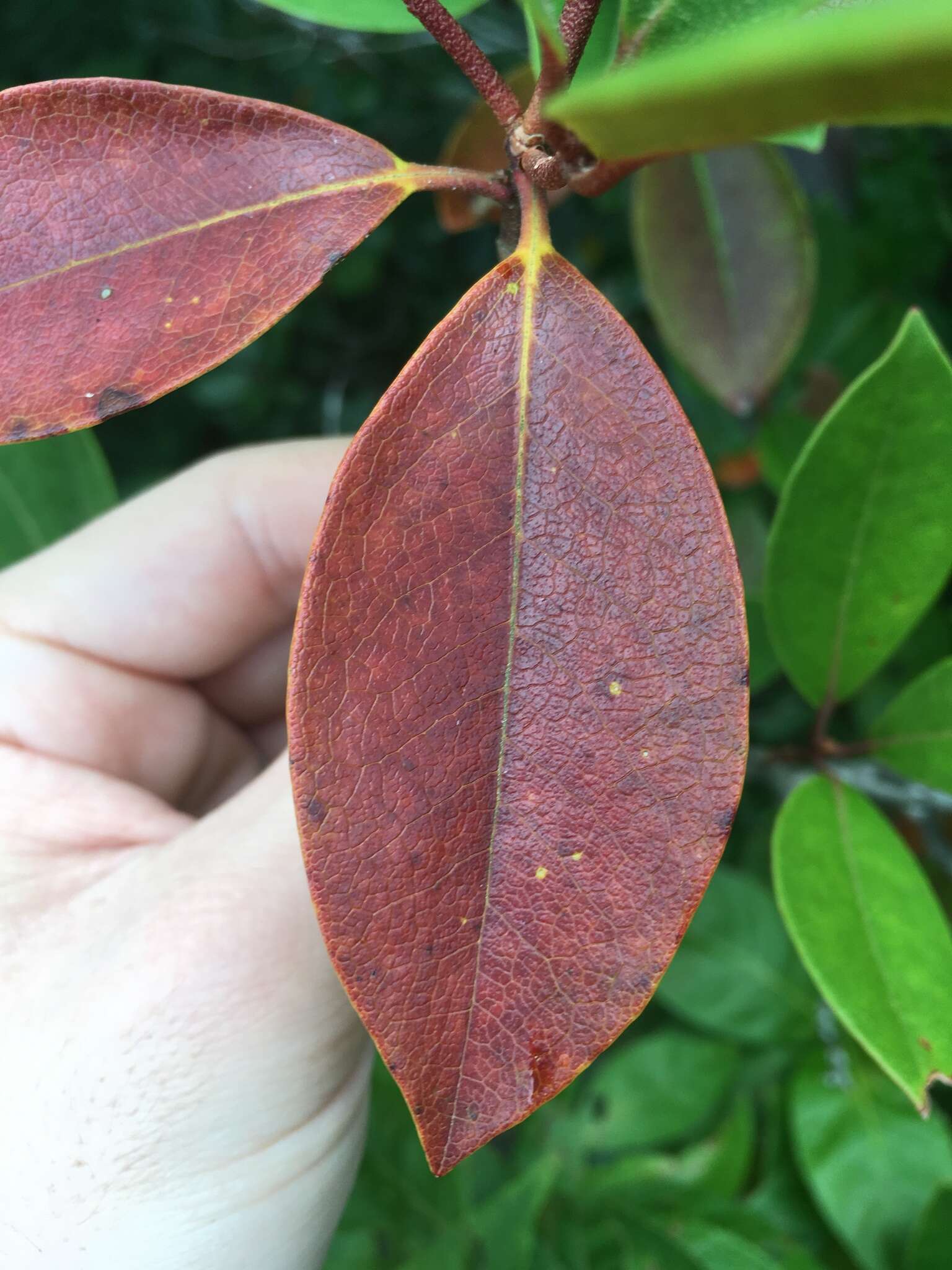 Image of piedmont rhododendron