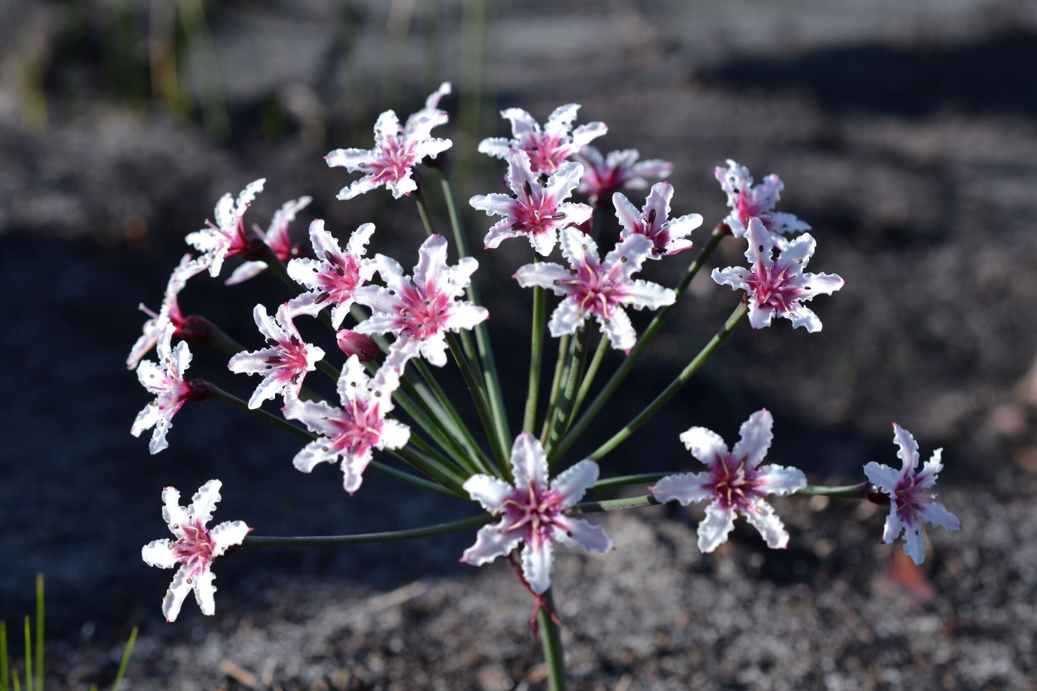 Image of Hessea cinnamomea (L'Hér.) T. Durand & Schinz