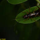 Image of Anechura japonica (de Bormans 1880)