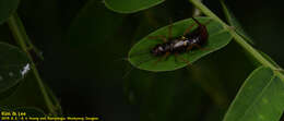 Image of Anechura japonica (de Bormans 1880)