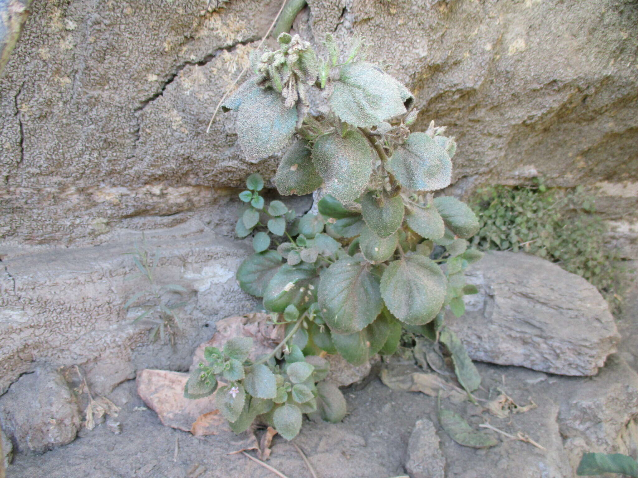 صورة Camptoloma rotundifolia Benth.