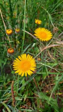 Image de Pulicaria odora (L.) Rchb.