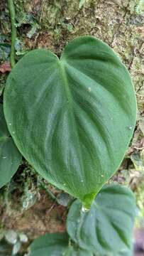 Image of heartleaf philodendron