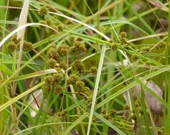 Слика од Cyperus blepharoleptos Steud.