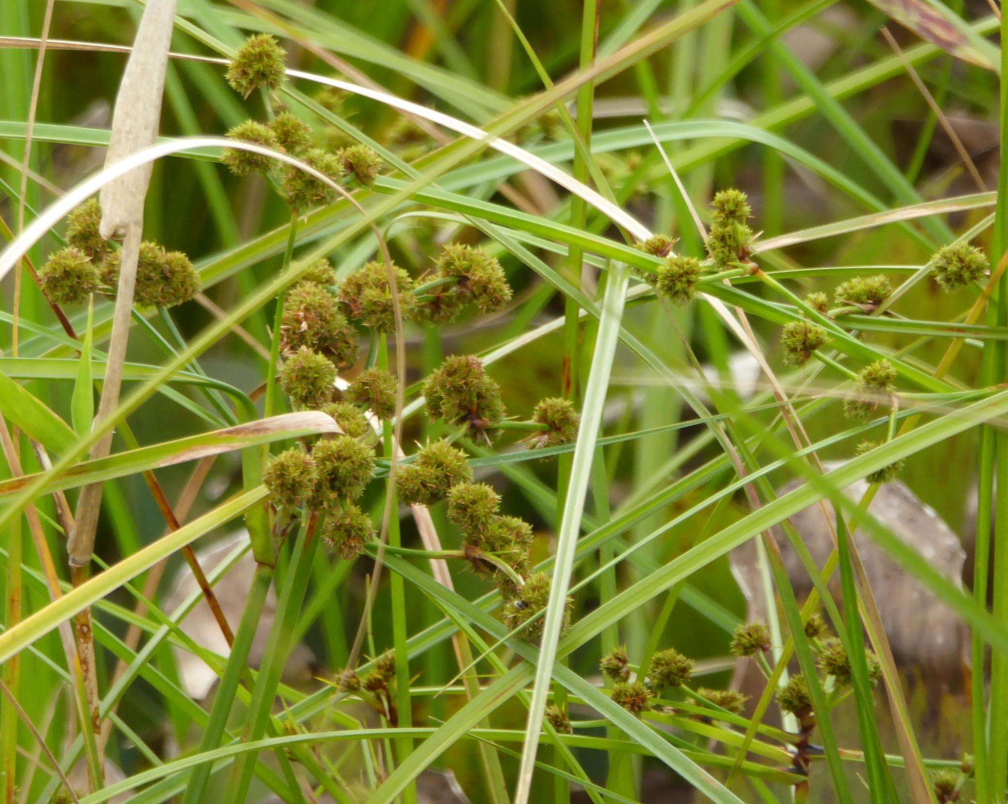 Plancia ëd Cyperus blepharoleptos Steud.