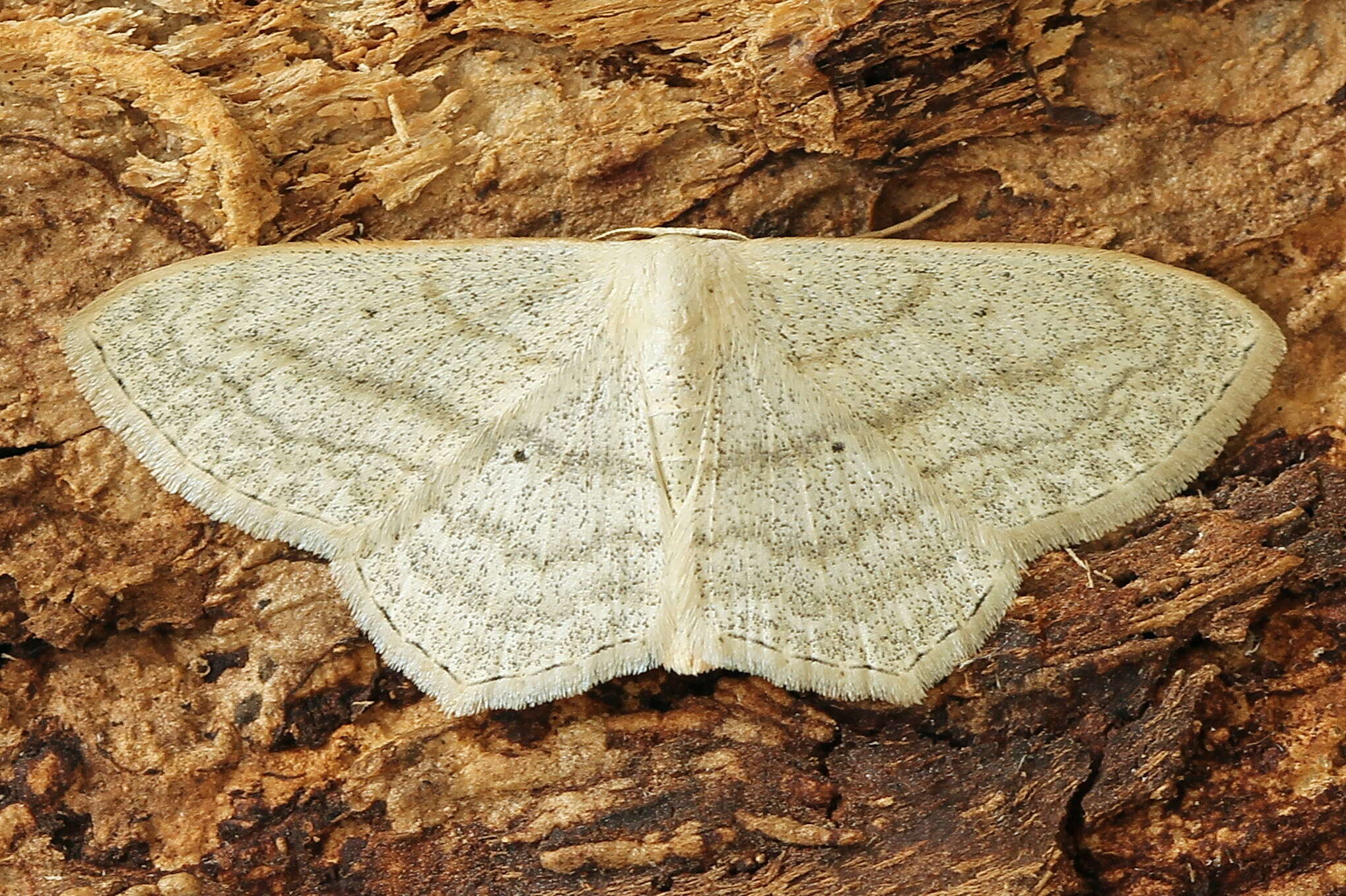 Scopula nigropunctata Hüfnagel 1767的圖片