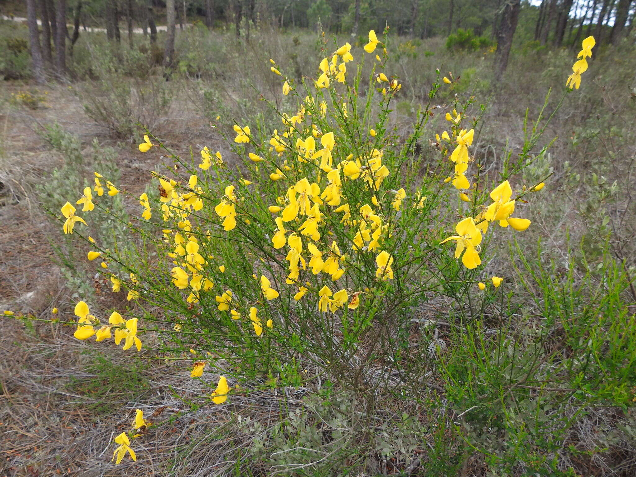 Слика од Cytisus grandiflorus (Brot.) DC.