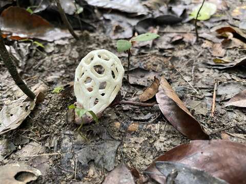 Image of Clathrus roseovolvatus Lécuru, Mornand, Fiard & Courtec. 2013