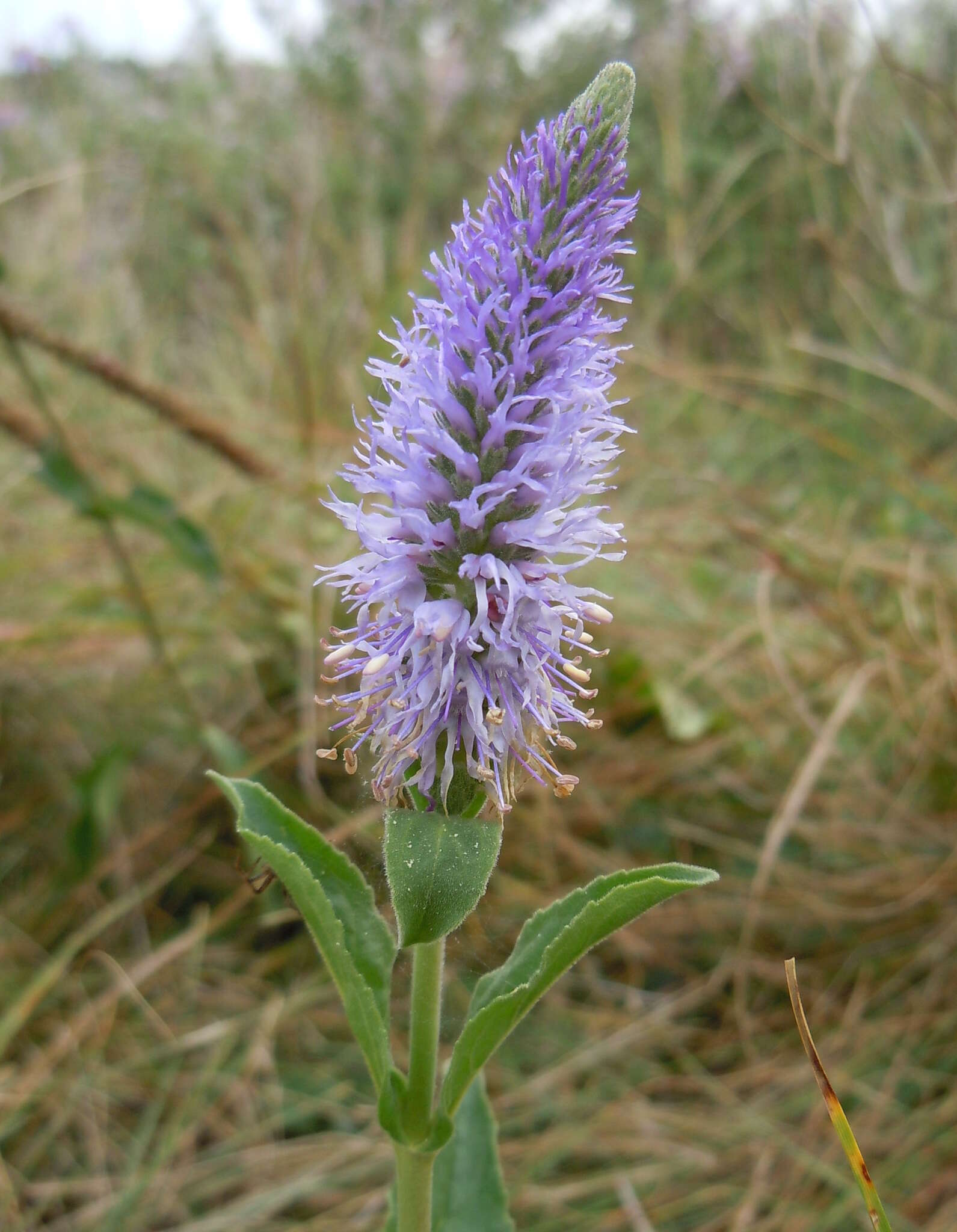 Sivun Veronica orchidea Crantz kuva