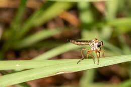 Image of Polacantha