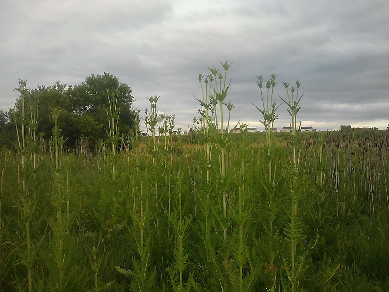 Image of cutleaf teasel