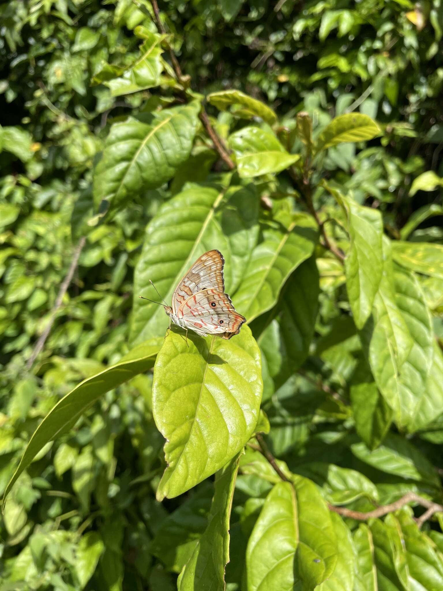 Plancia ëd Anartia jatrophae semifusca Munroe 1942