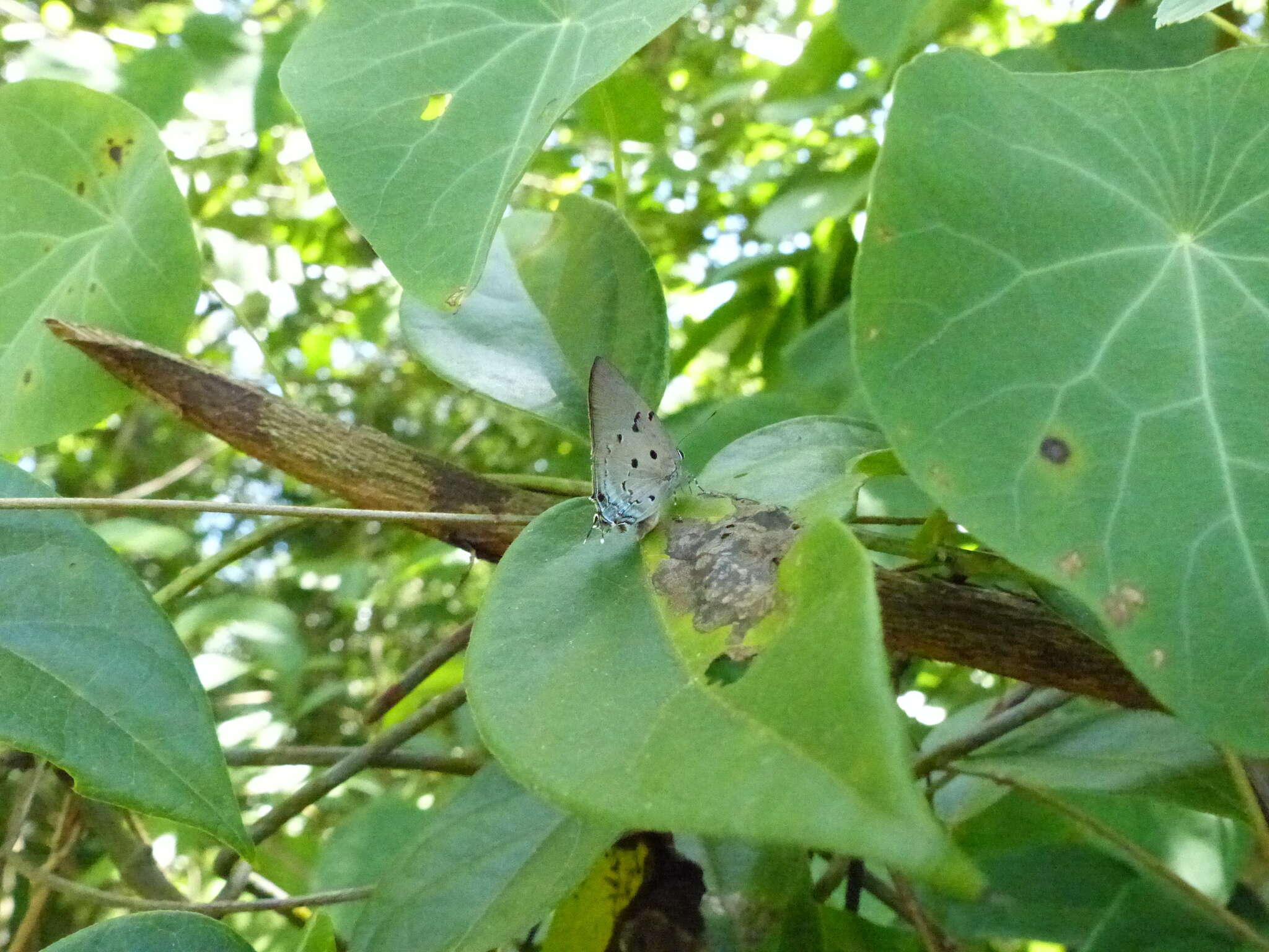 Image of Aquamarine Hairstreak