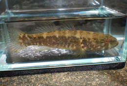 Image of Spine-cheek gudgeon