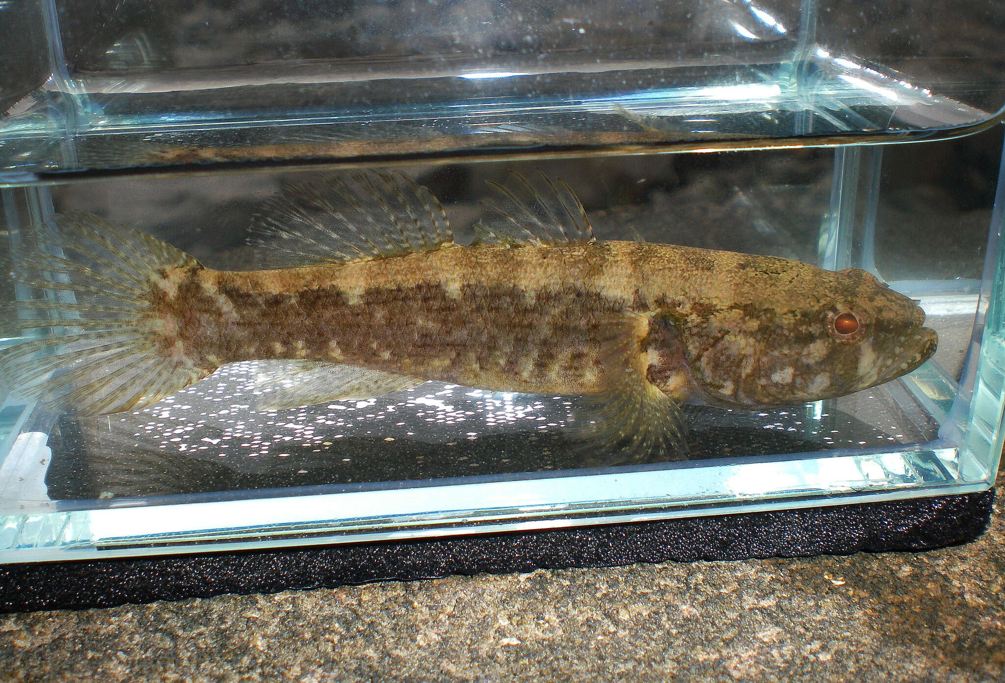 Image of Spine-cheek gudgeon