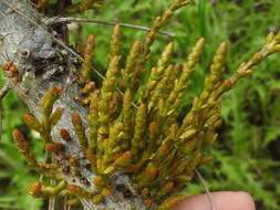 Image of western dwarf mistletoe