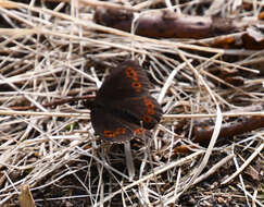 Image de Erebia jeniseiensis Trybom 1877