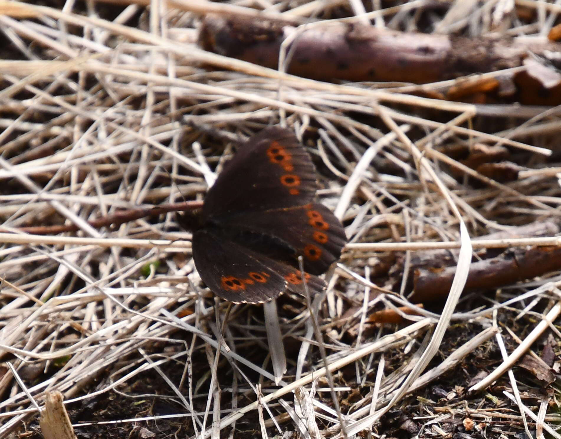 Image of Erebia jeniseiensis Trybom 1877