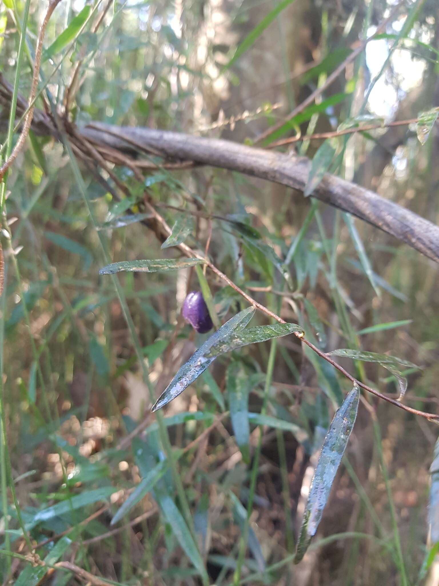 Imagem de Billardiera longiflora Labill.