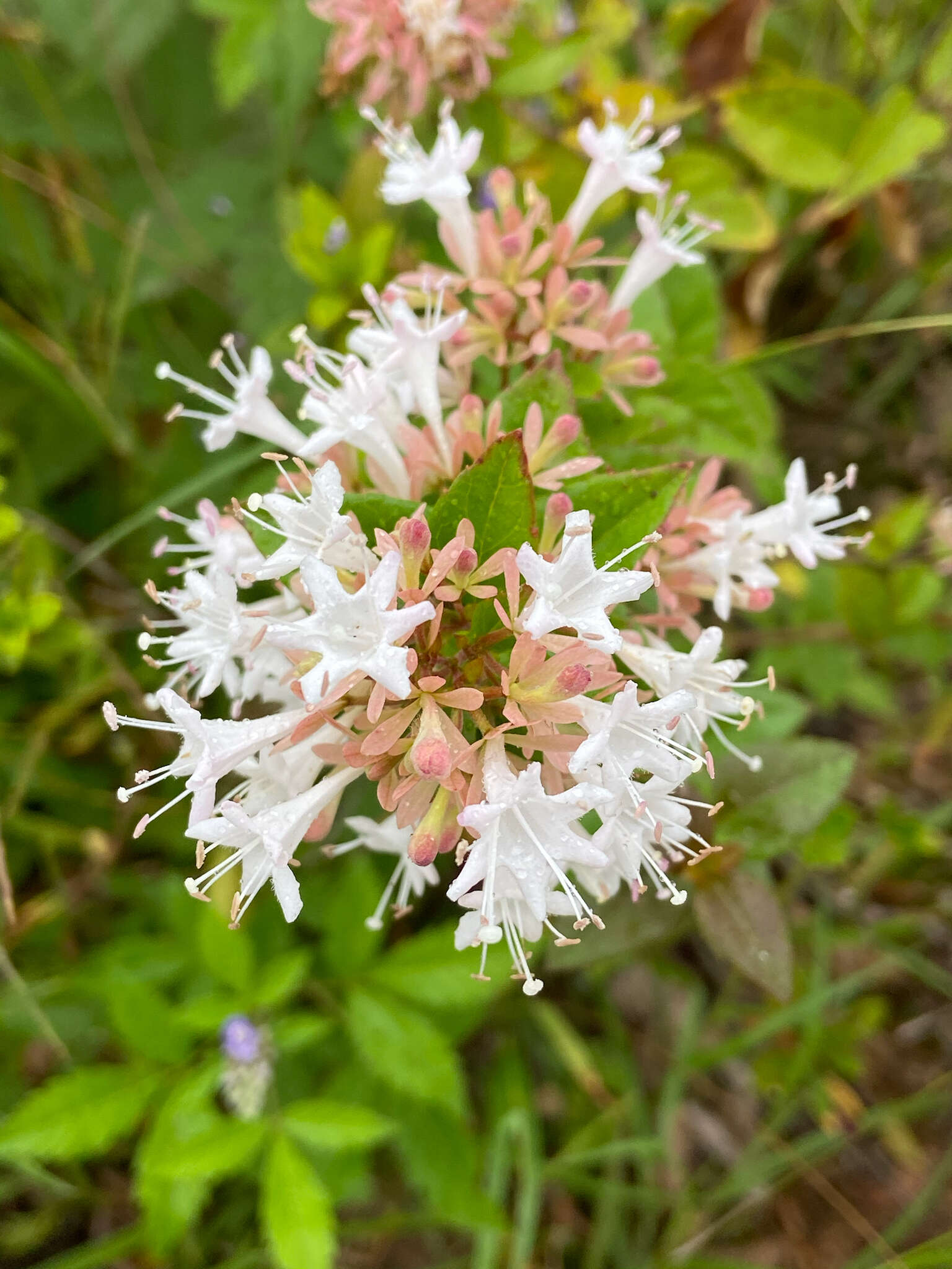 Image of chinese abelia