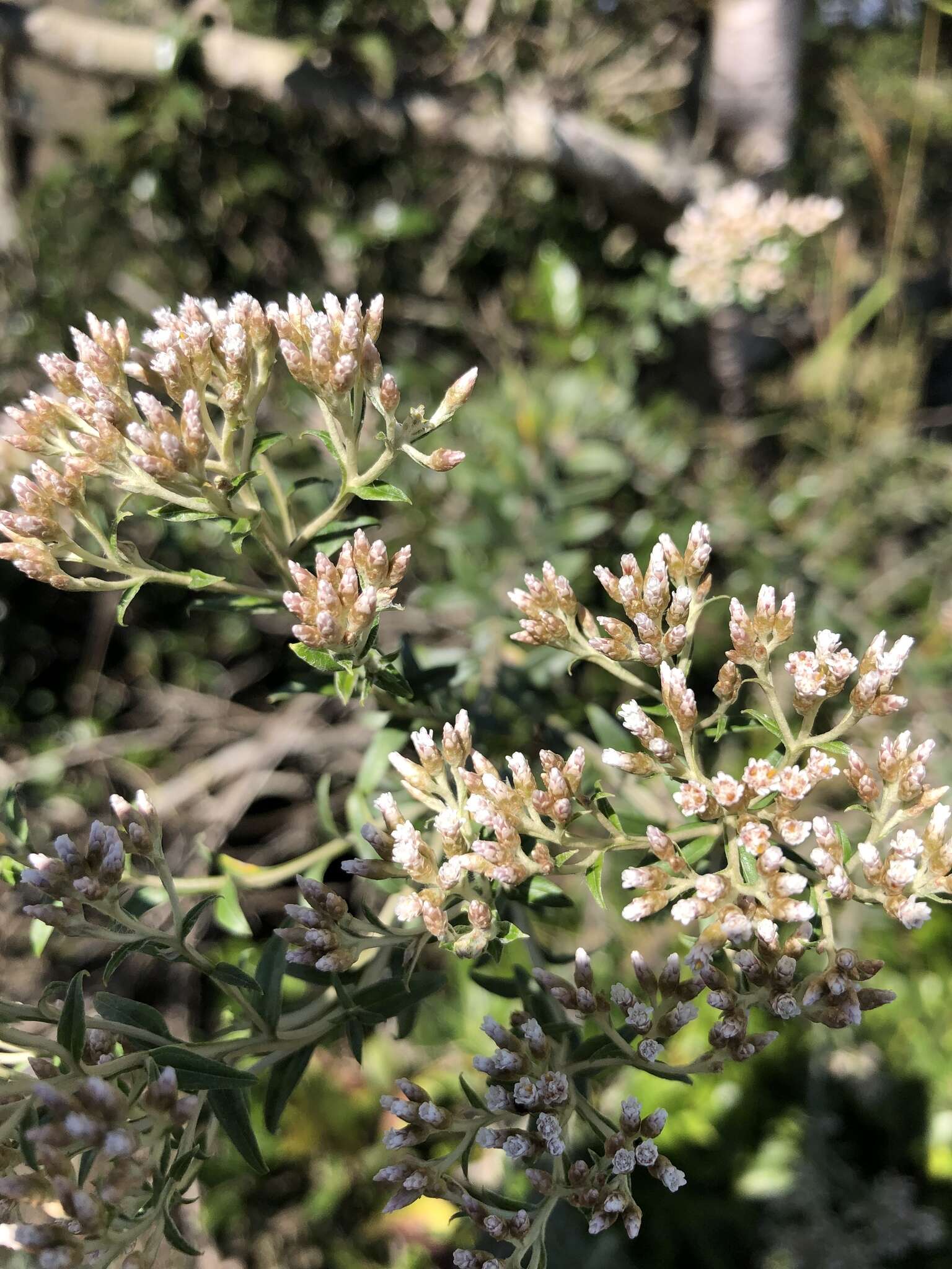 Image of Tenrhynea phylicifolia (DC.) O. M. Hilliard & B. L. Burtt