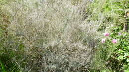 Image of South American saltbush