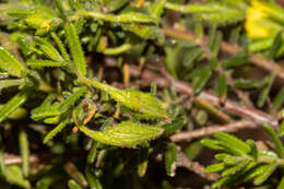 Hibbertia glebosa subsp. glebosa resmi