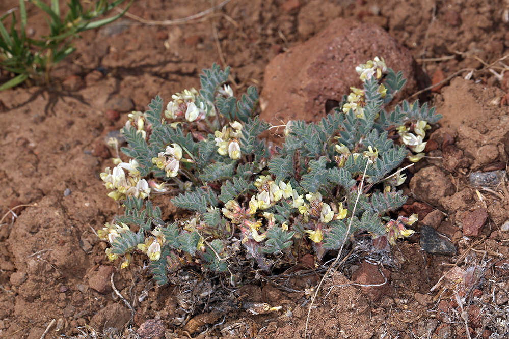 Sivun Astragalus pulsiferae var. coronensis S. L. Welsh, Ondricek & G. Clifton kuva