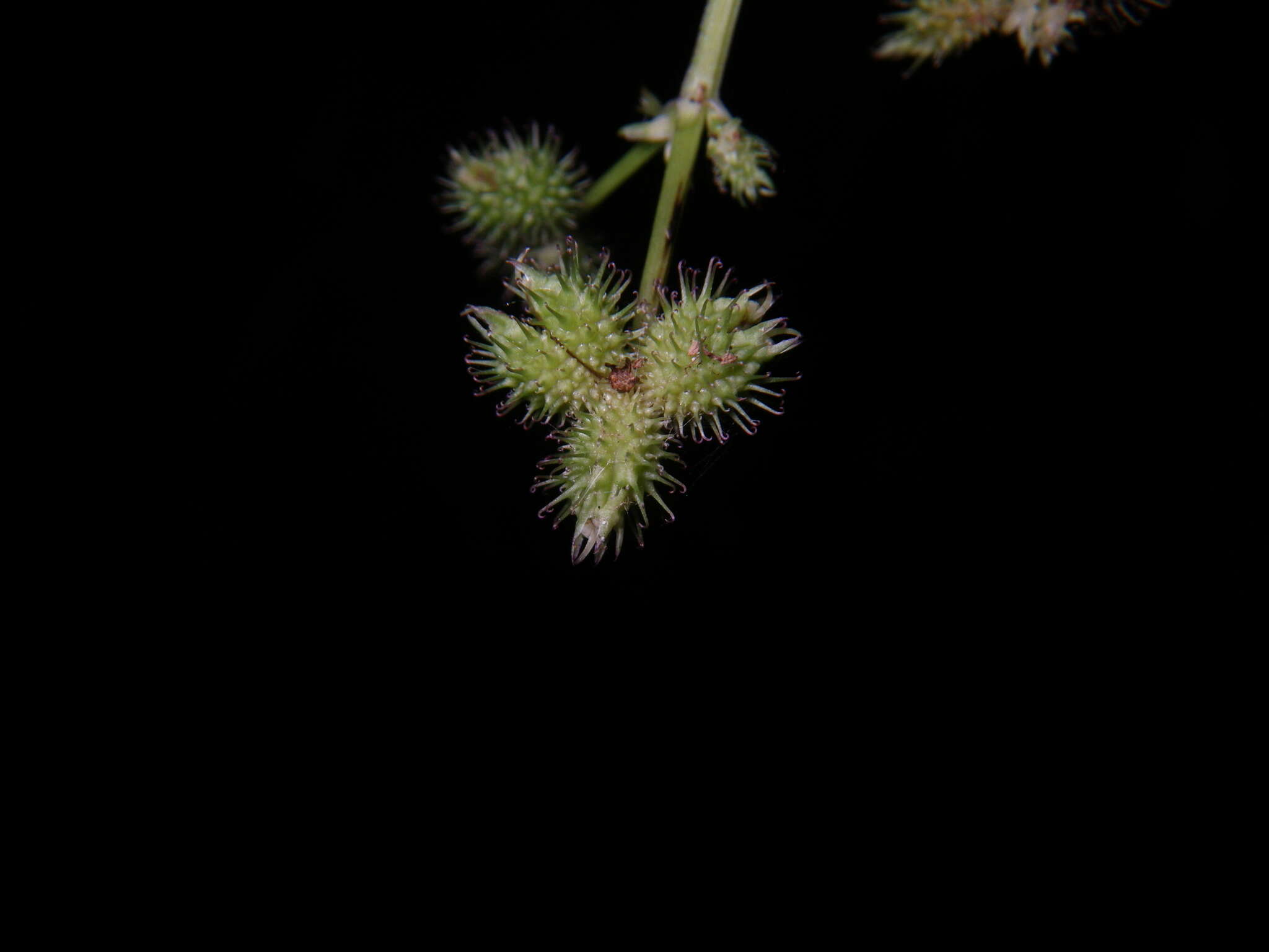 Imagem de Sanicula chinensis Bunge