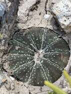 Image of Sand Dollar Cactus