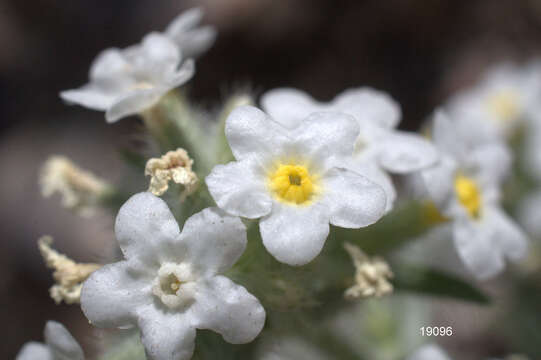 Plancia ëd Oreocarya flavoculata A. Nels.