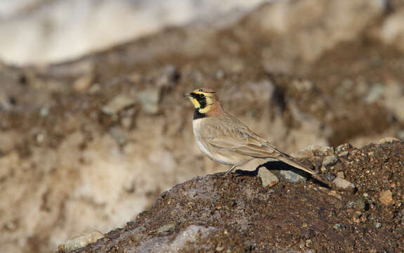 صورة Eremophila alpestris atlas (Whitaker 1898)