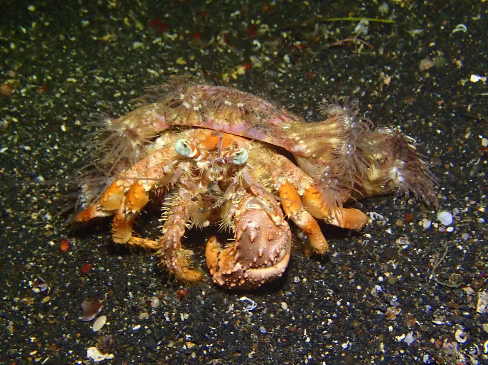 Image of Banded eyestalk hermit crab