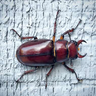 Lucanus (Pseudolucanus) capreolus (Linnaeus 1763)的圖片