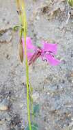 صورة Clarkia mildrediae subsp. mildrediae