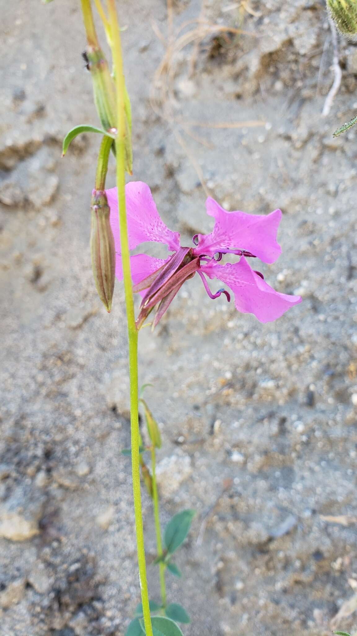 صورة Clarkia mildrediae subsp. mildrediae