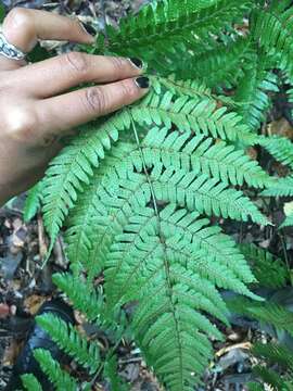 Image of Autumn fern