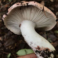 Image of Hygrophorus russula (Schaeff. ex Fr.) Kauffman 1918