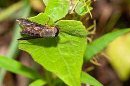 صورة Tabanus fumipennis Wiedemann 1828