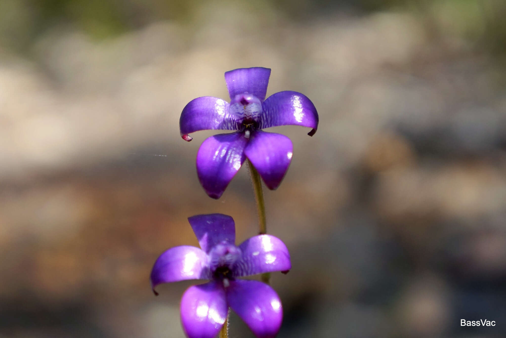 Image of Purple enamel orchid