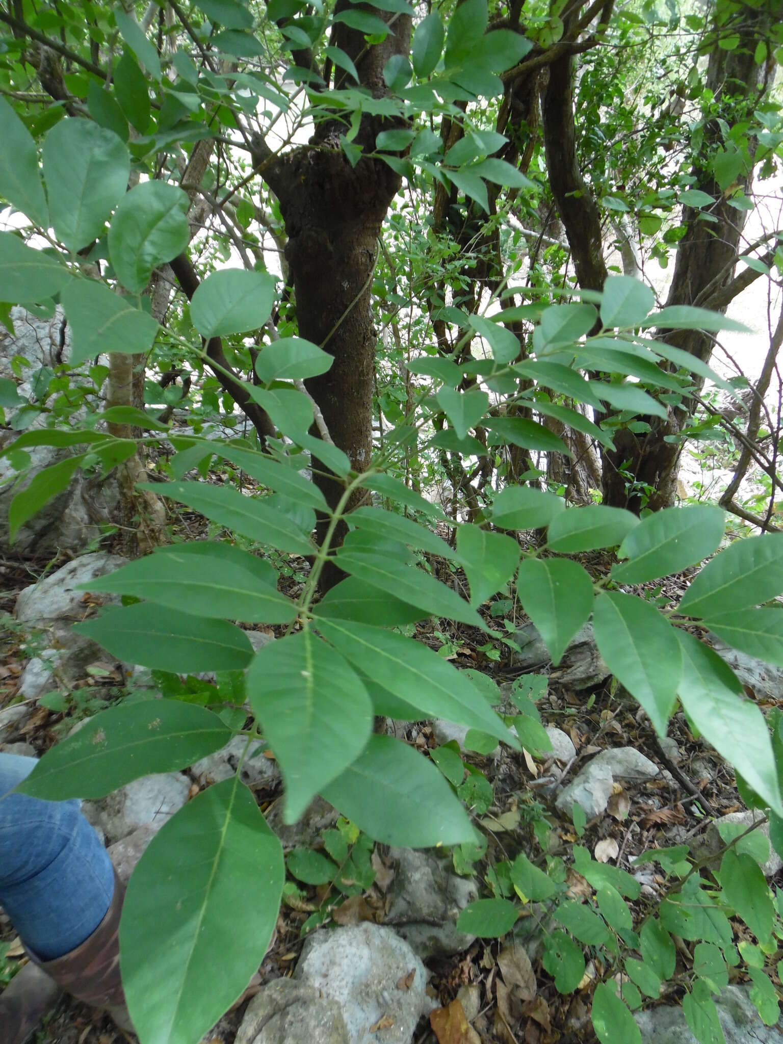 Plancia ëd Trichilia americana (Sessé & Mociño) T. D. Pennington