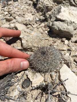 Image of Mammillaria hutchisoniana (H. E. Gates) Boed.