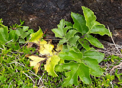 Image of Sonchus grandifolius T. Kirk