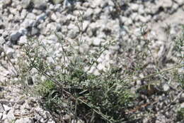 Image of Pimpinella tragium subsp. titanophila (Woronow) Tutin
