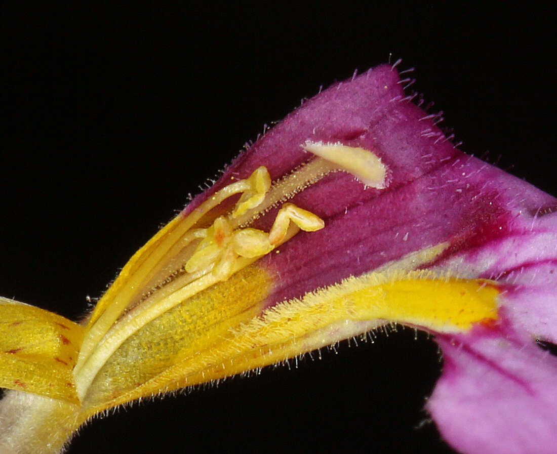 Image of compact monkeyflower