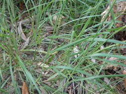 Image of Digitaria parviflora (R. Br.) Hughes