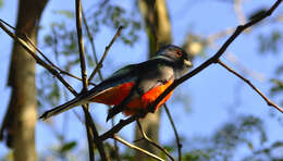 Trogon surrucura Vieillot 1817 resmi