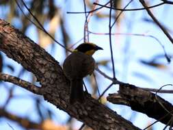 Image of Yellow-tufted Honeyeater